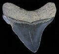 Juvenile Megalodon Tooth - Serrated Blade #62138-1